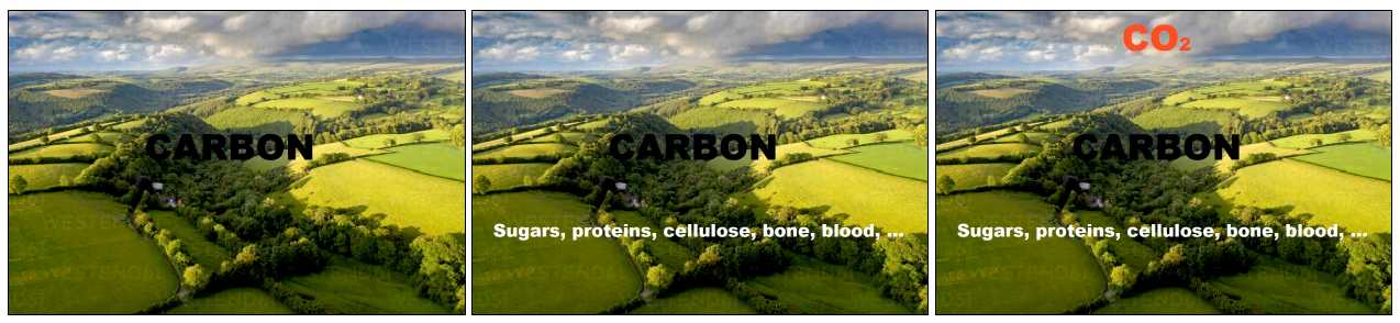 Roles of carbon.