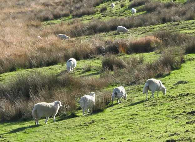 Hill pasture.