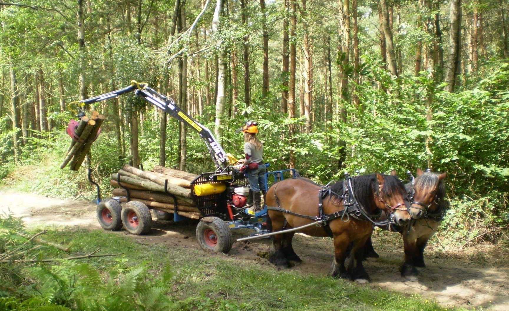 Horse logging.