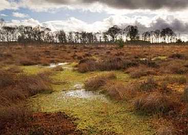 On an Irish bog.