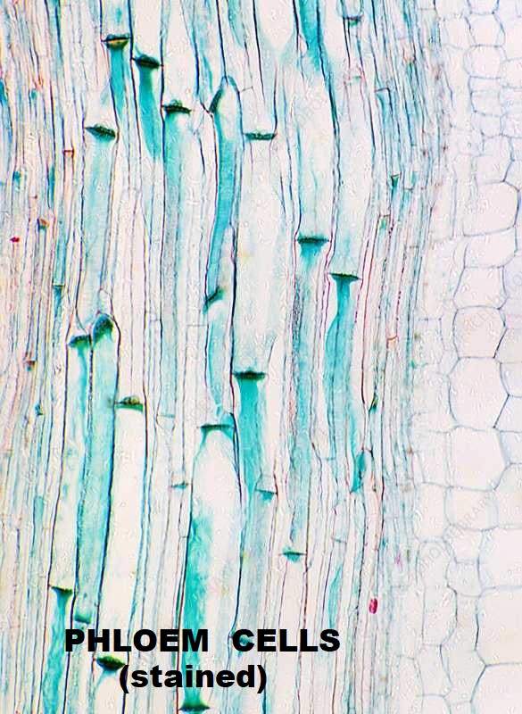 Phloem cells.