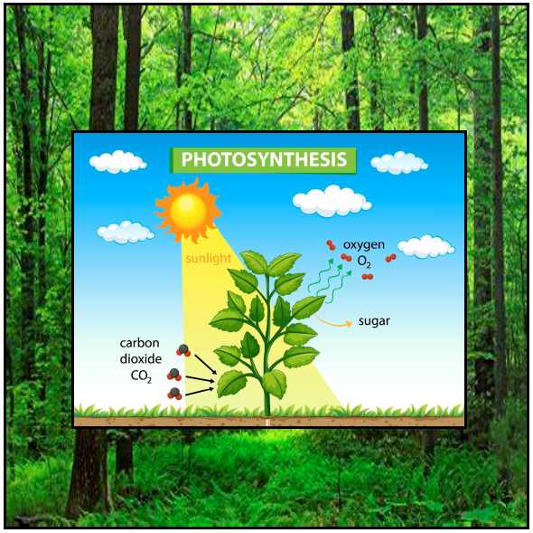 Photosynthesis diagram.