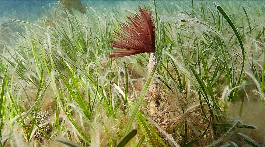 Seagrass.