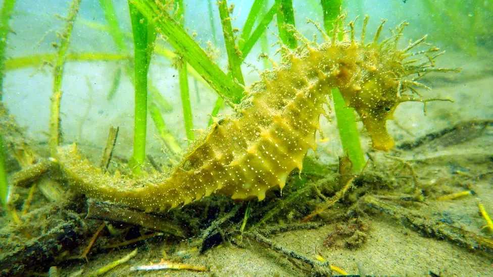 Seahorse.