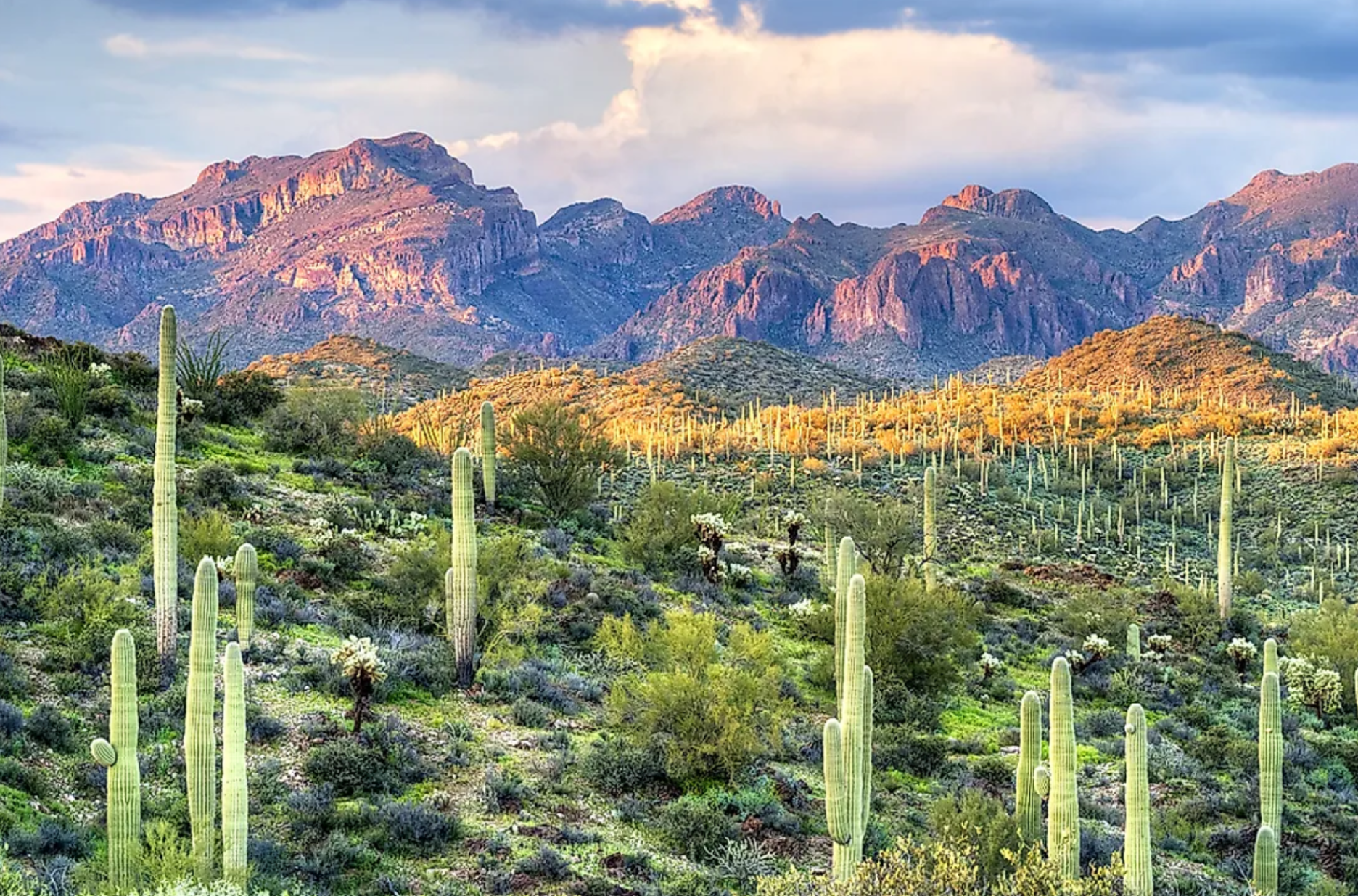 Sonoran desert.