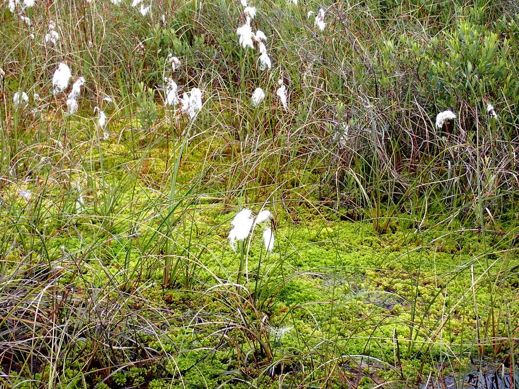 Sphagnum etc.