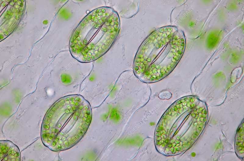 Stomata.