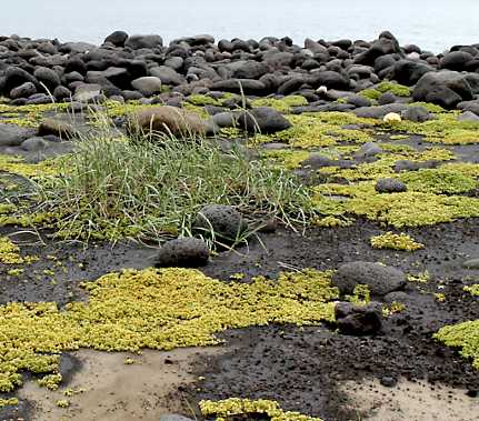 Plants on Surtsey.