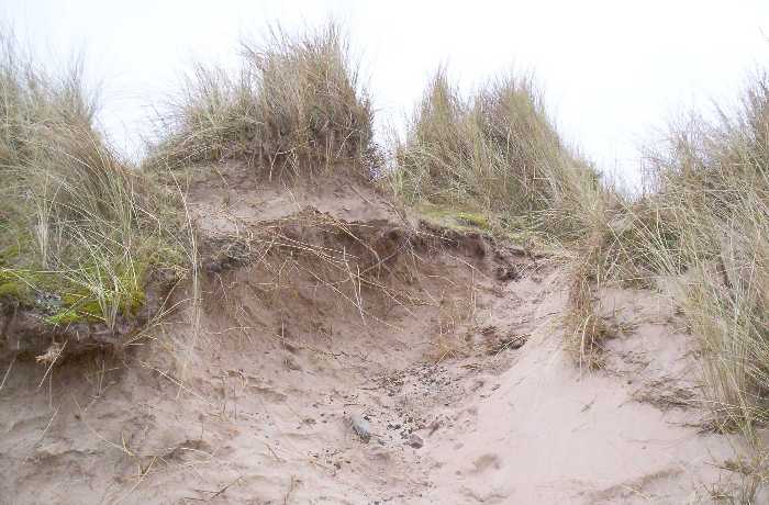 Even a fairly mature dune can lose sand as a blow-out.