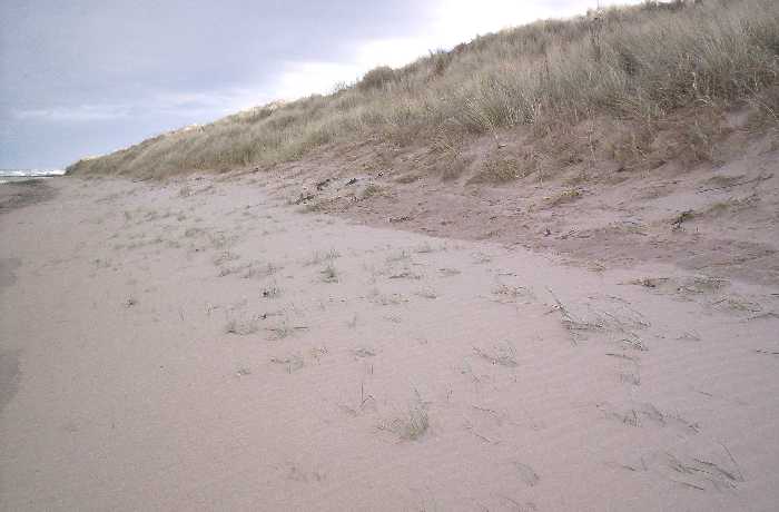 There are beach-side dunes on both of the Seahouses beaches, north and south of the village.