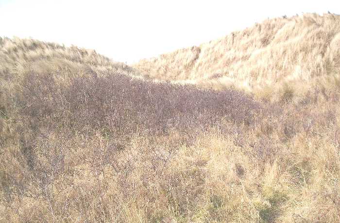 Amongst St Aidan's Dunes, north of Seahouses village.