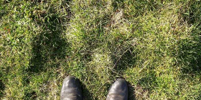 Grasses still have to be drought resistant.