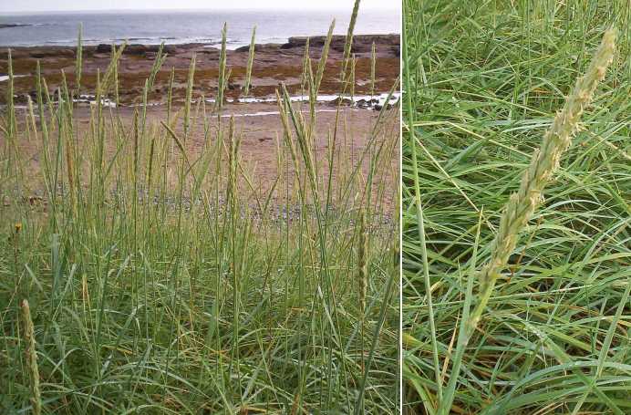 Marram grass flourishes and flowers in August on Braidcarr beach below the caravan site.