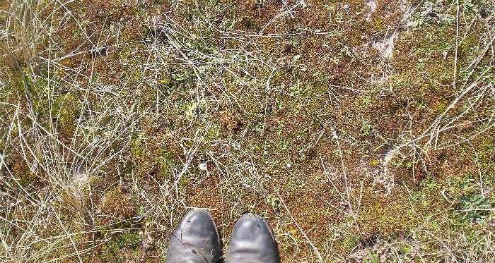 Mosses are tolerant of many edaphic (soil and weather) conditions.