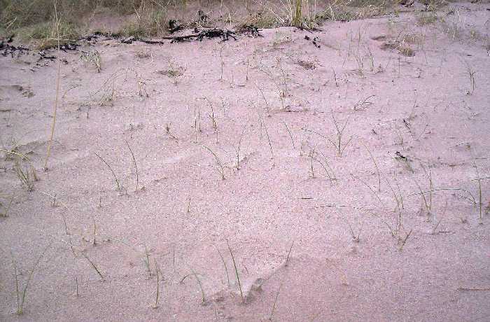 Fresh marram growth pushing up from re-buried rhizomes.