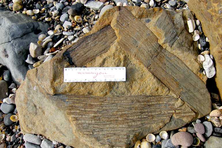 Braidcarr beach sandstone with fossils.