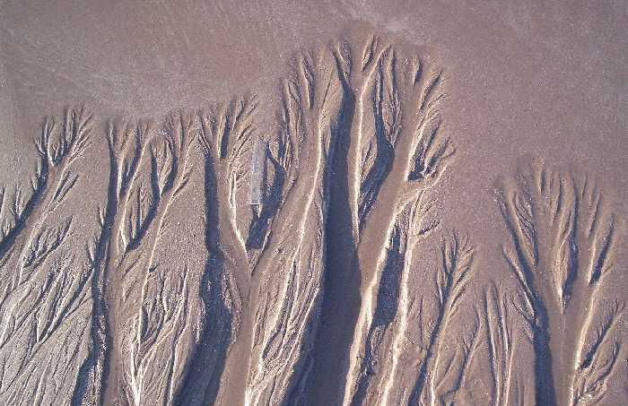 Dendritic sand formations on Seahouses south (Annstead) beach.