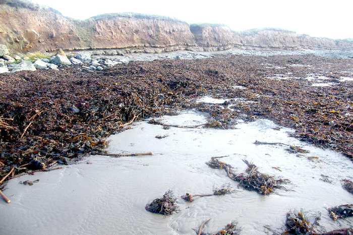 Cast seaweeds on the golf course beach.