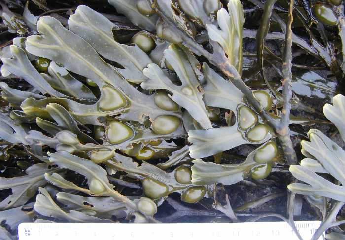 Bladder wrack.