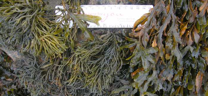 The two 'highest' seaweeds.