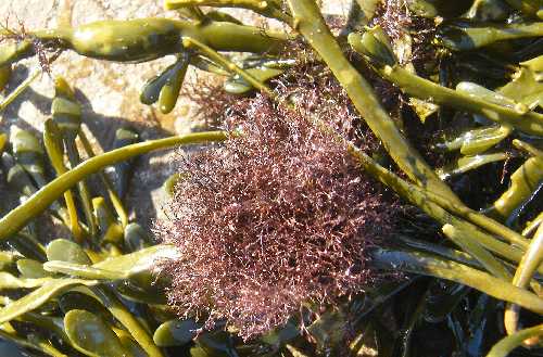 Polysiphonia on egg wrack.