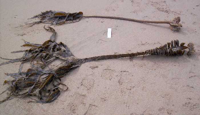 Vast tonnages of these are 'cast' up on beaches each year.