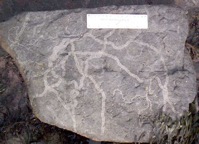 Tracks left by various types of marine snails.