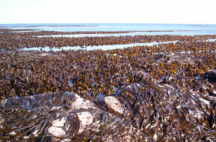 Kelps at tidal low water.