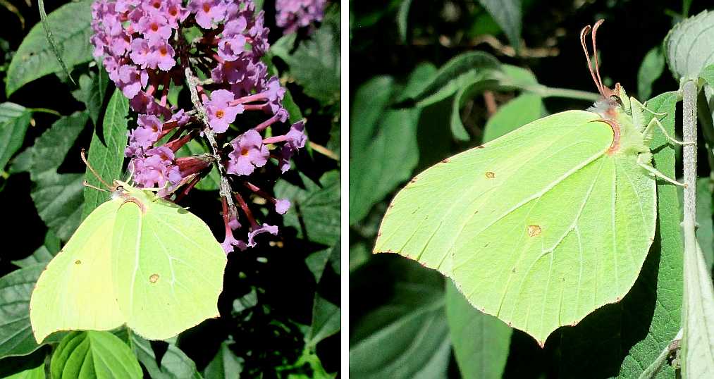 Brimstone butterfly.