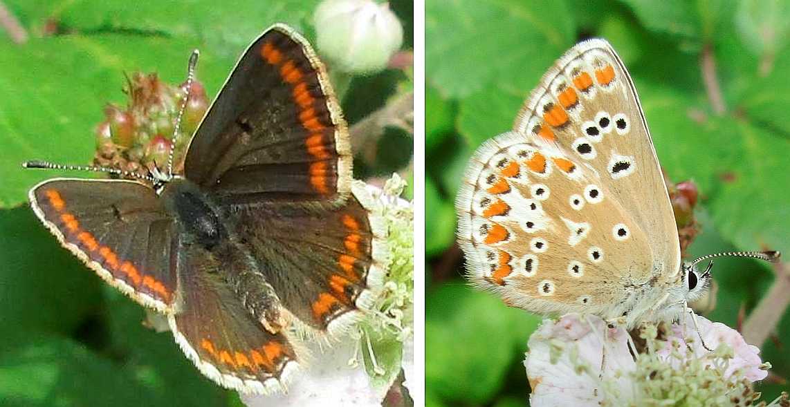 Brown argus butterfly.