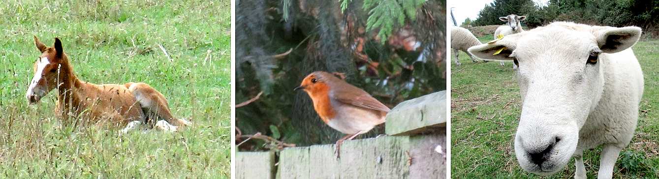 Foal, robin, sheep.