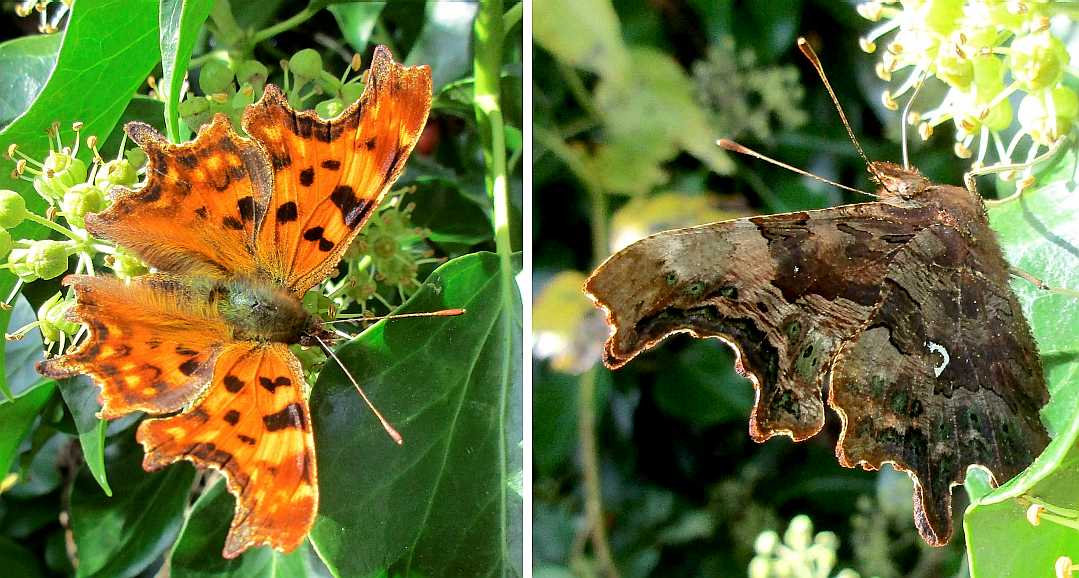 Comma butterfly.