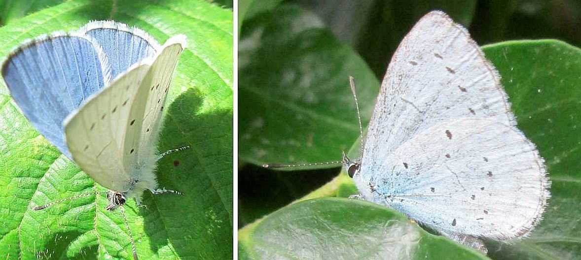 Common blue butterfly.