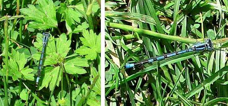 Damselfly.