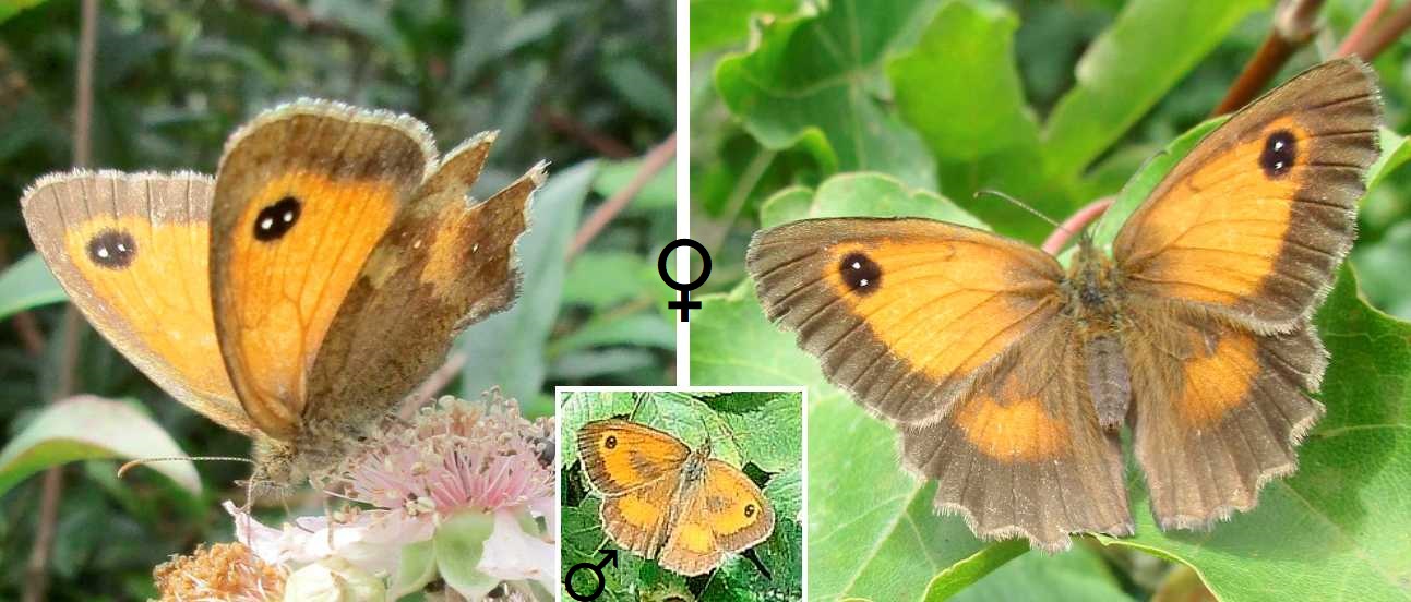 Gatekeeper butterfly.