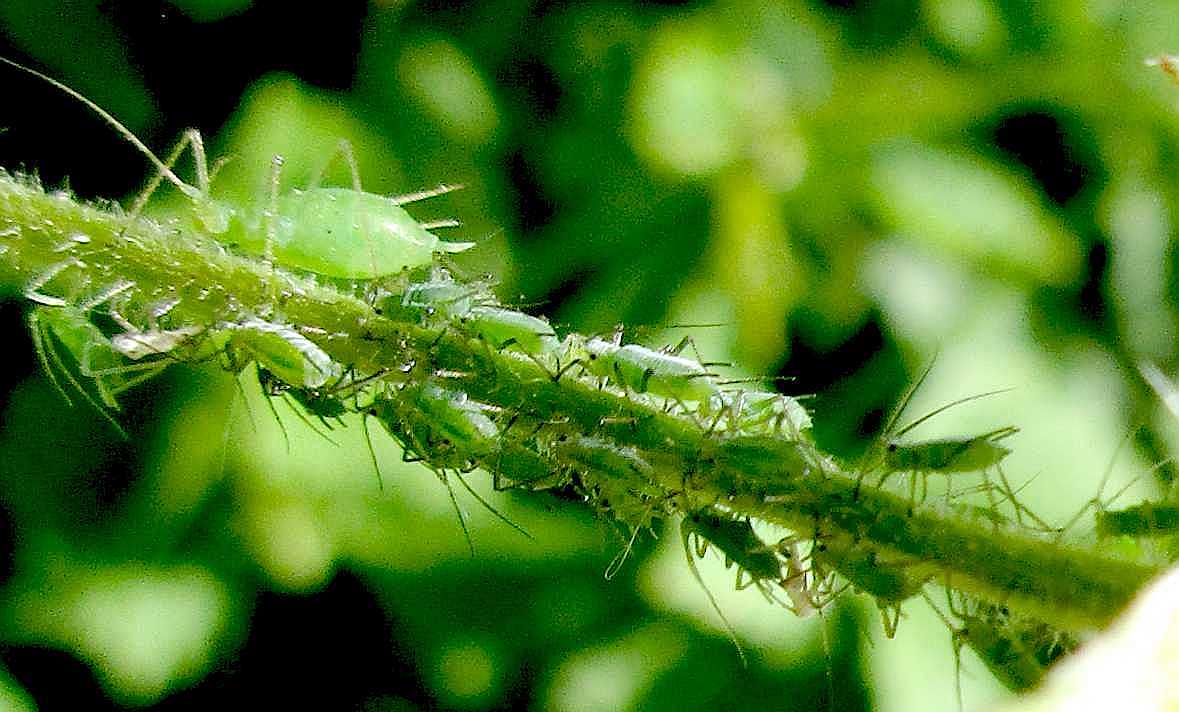 Greenfly.