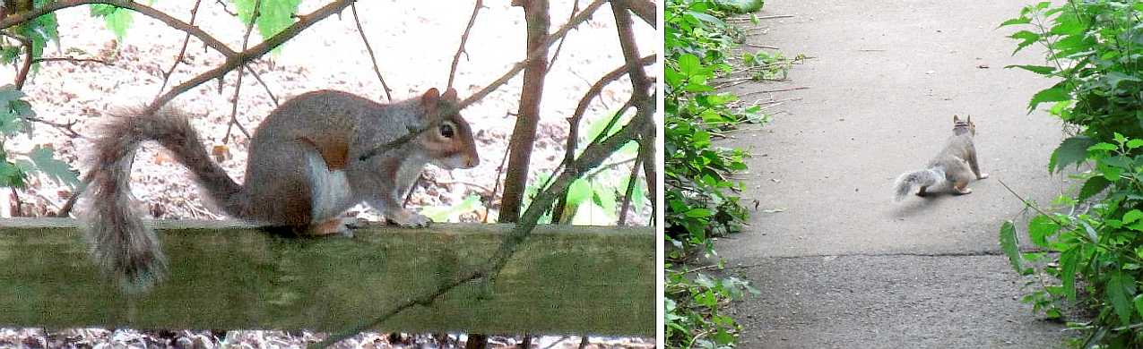 Grey squirrel.