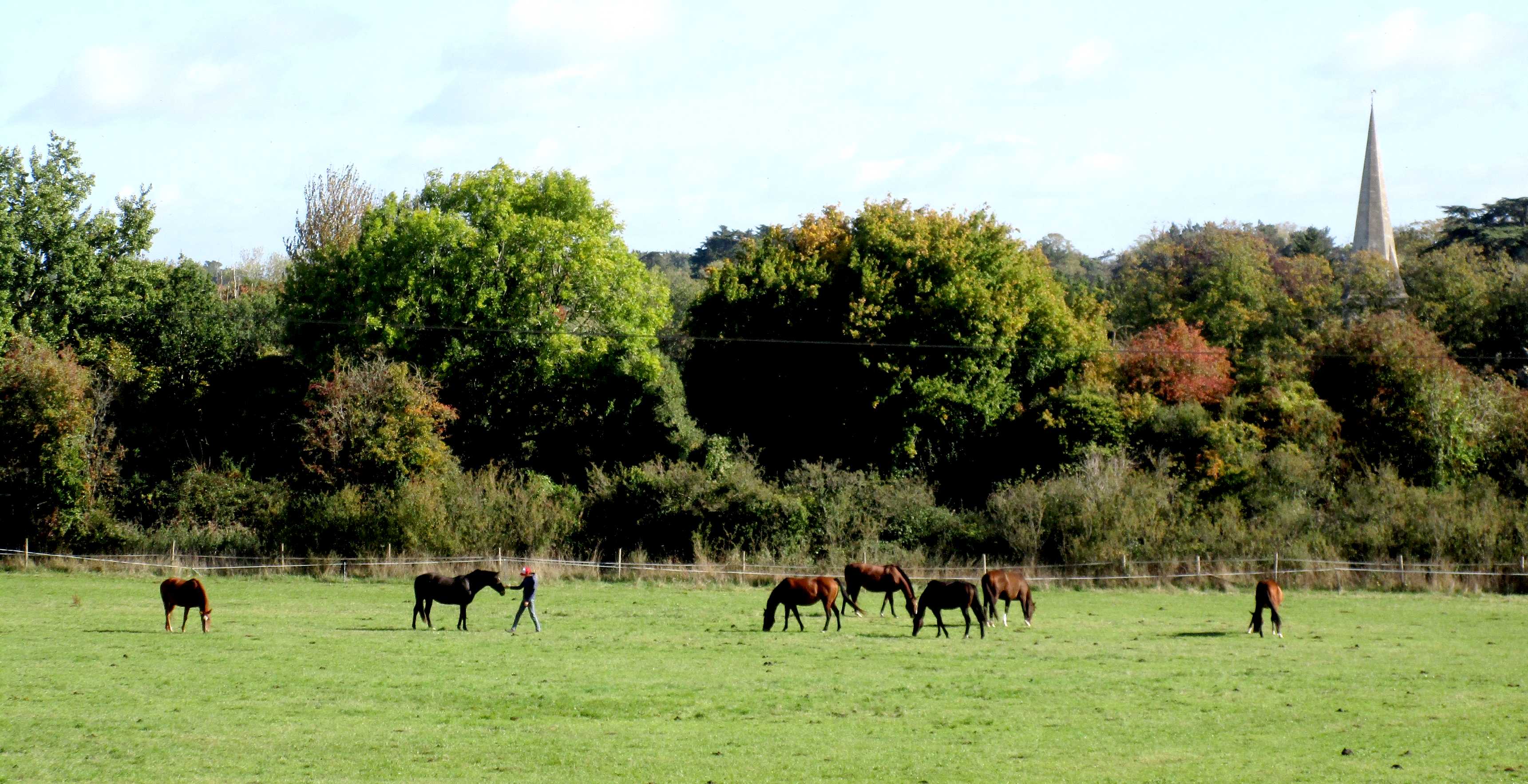 Horses with attendant.