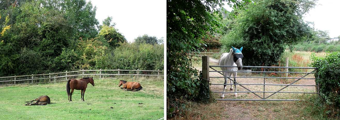 Some horses.
