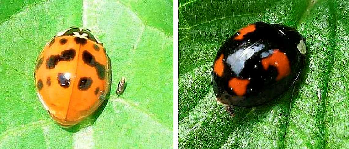 Ladybirds.