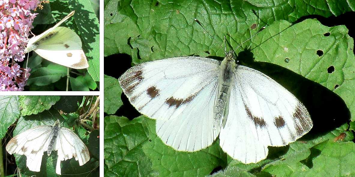 Large white butterfly.