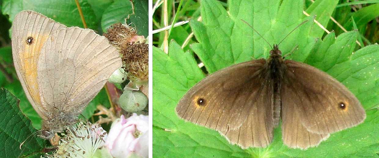 Meadow brown butterfly.