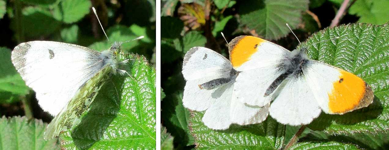 Orange-tip butterflies.