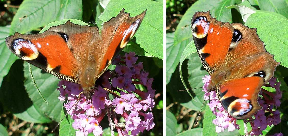 Peacock butterfly.