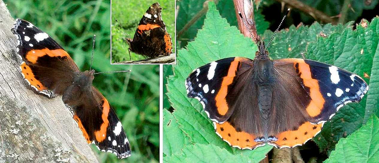 Red admiral butterfly.