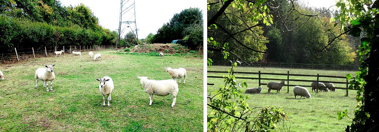 Two fields of sheep.