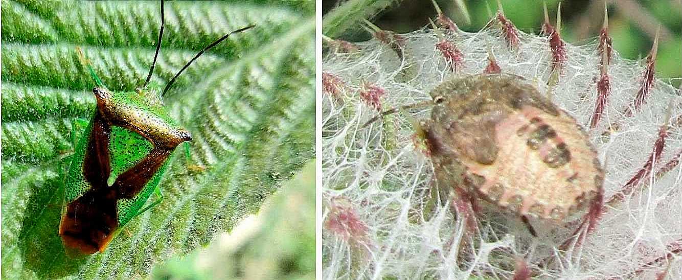 Shield bugs.