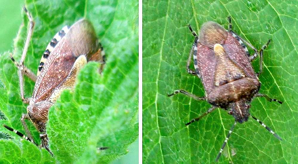 Mature sloe shieldbugs.