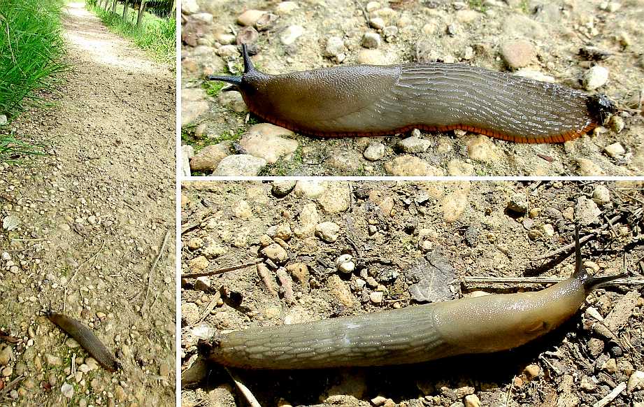 Slugs on the path.