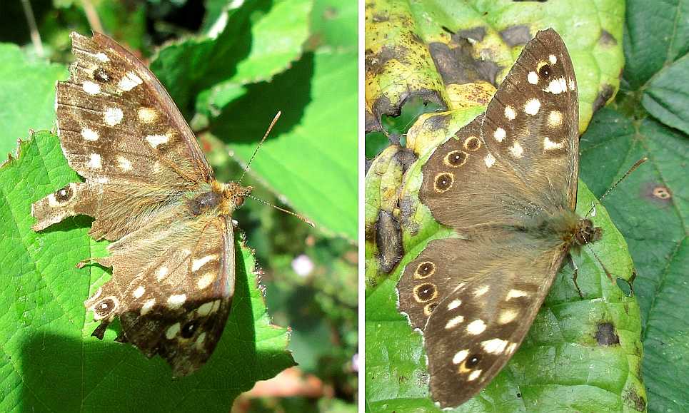 Speckled wood butterfly.
